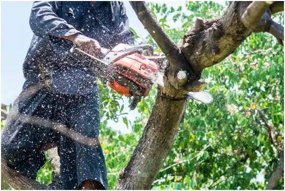 tree services Rothschild